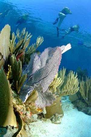 Snorkel Tour